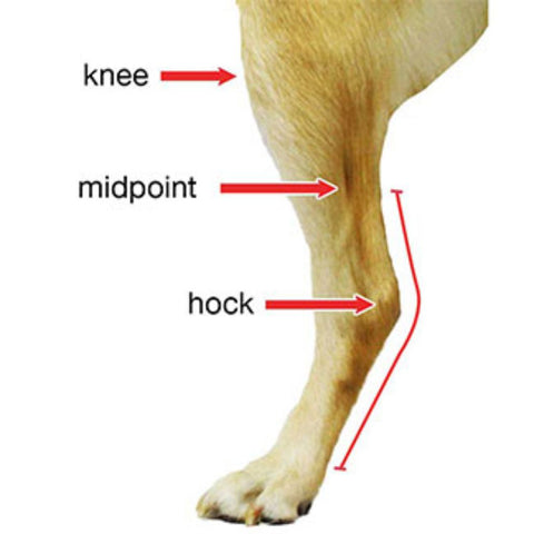 Measure guide for pet splint