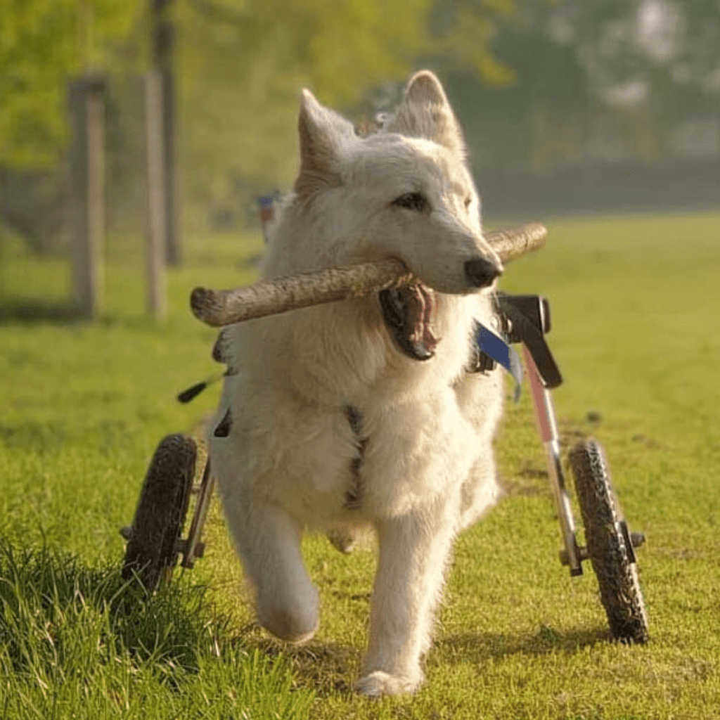 Large Dog Wheelchair