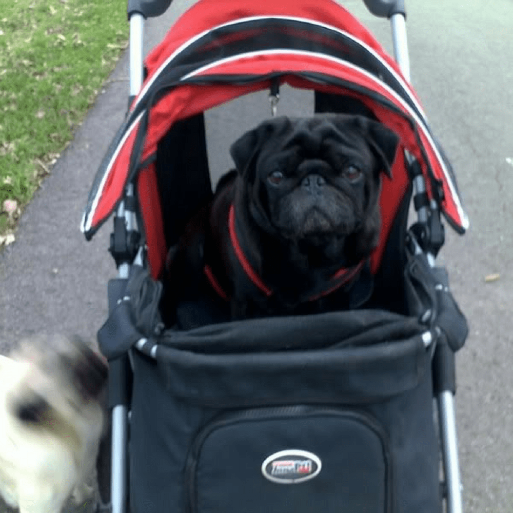 pug in a pram