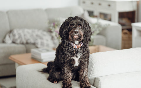 Alt text: "A curly-furred black dog with a white chest sits attentively on a beige couch. The dog wears a pink collar and looks directly at the camera with a gentle gaze. In the softly lit room, a gray sofa with a patterned throw blanket is visible in the background, alongside a coffee table holding a stack of books, indicating a cozy and pet-friendly home environment."