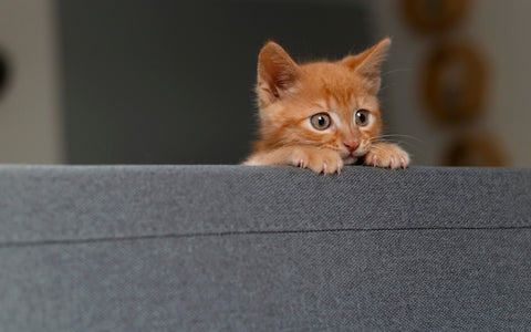 A orange tabby kitten with bright, curious eyes is peeking over the edge of a grey upholstered sofa, its tiny paws gripping onto the fabric.