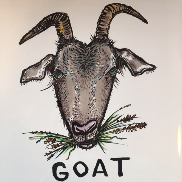 goat pictures to print