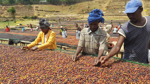 Workers picking cherries at Daye Bensa, Ethiopia