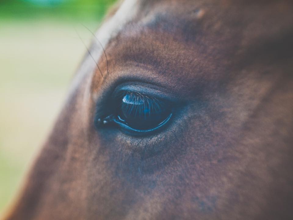 green horse eye