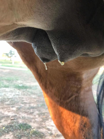 Mare udder with wax on the end of the teats.