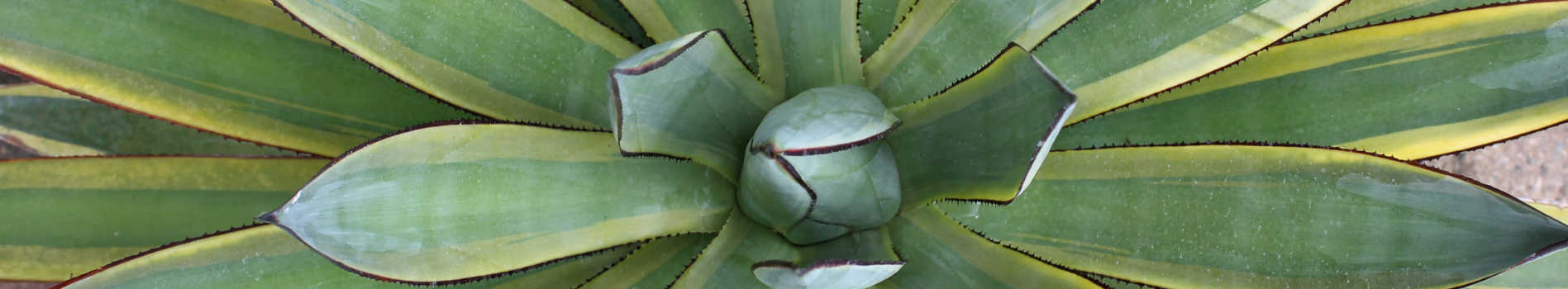 Agave | Agave Plants for Sale | Variegated Agave for Sale