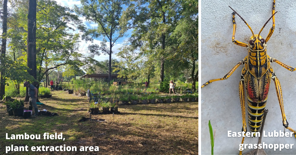 Lambou field plant extraction and grasshopper