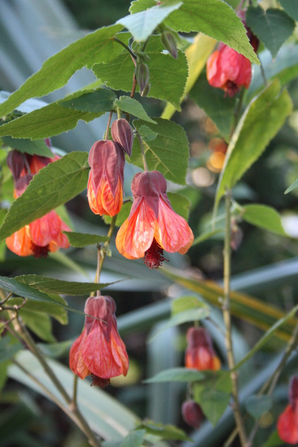 Image of Abutilon 'Orange Hot Lava'