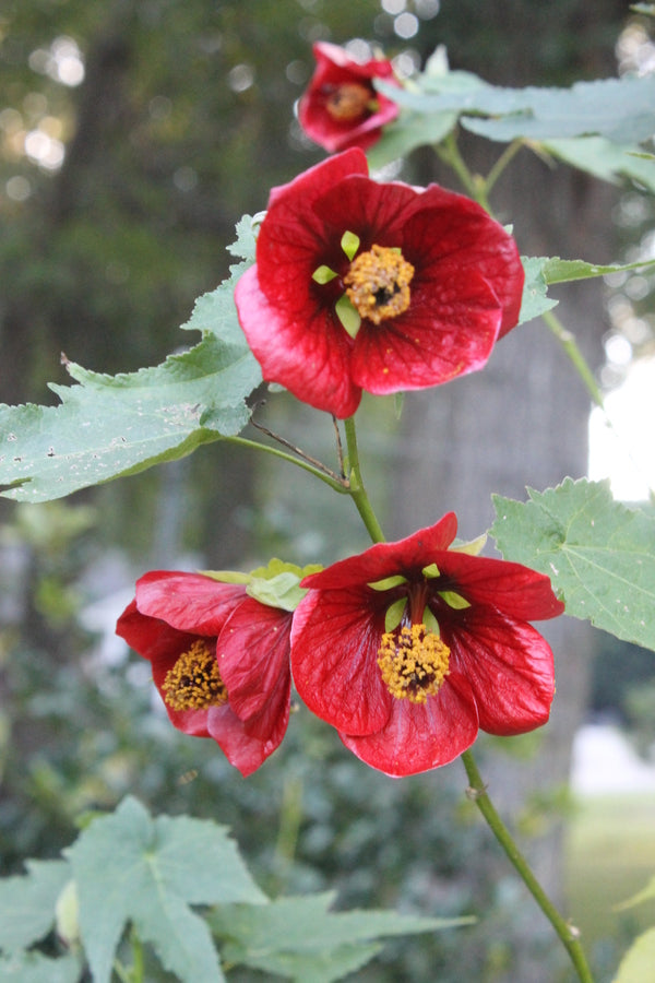 Image of Abutilon 'Voodoo'