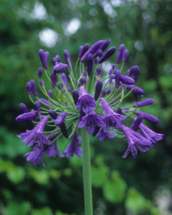 Image of Agapanthus 'Storm Cloud'