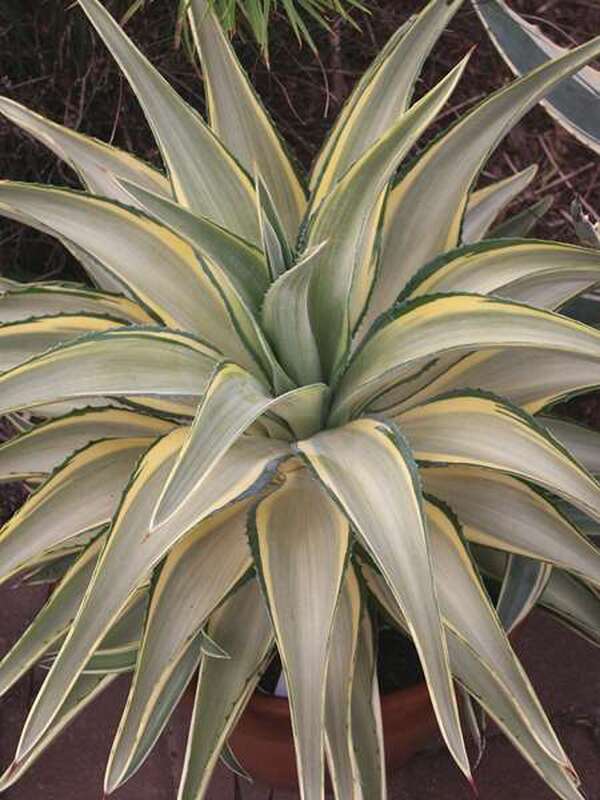 Image of Agave desmettiana 'Joe Hoak'