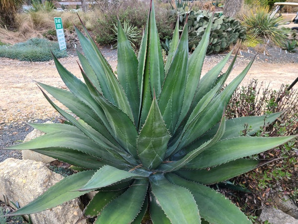 Image of Agave x loferox 'A Step Above'