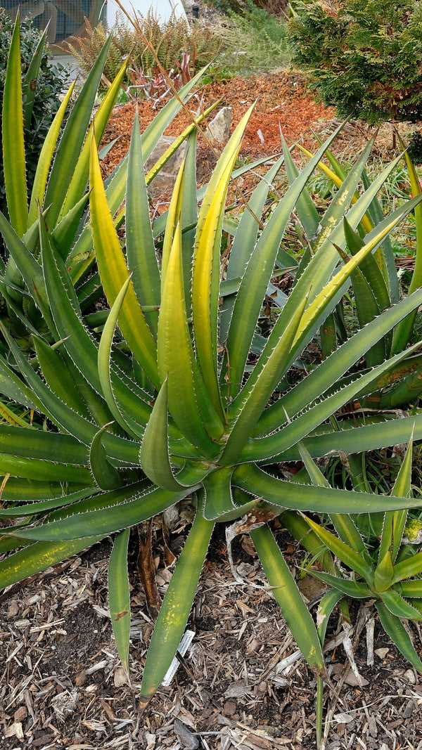 Image of Agave lophantha 'Goldfinger'