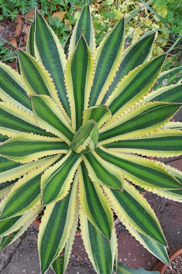 Image of Agave lophantha 'Quadricolor'