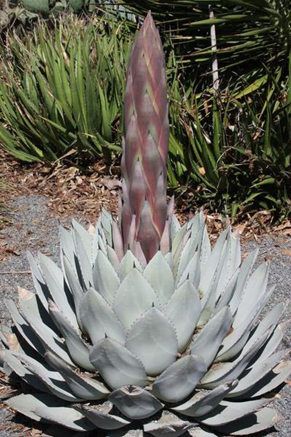 Image of Agave parryi 'J.C. Raulston'