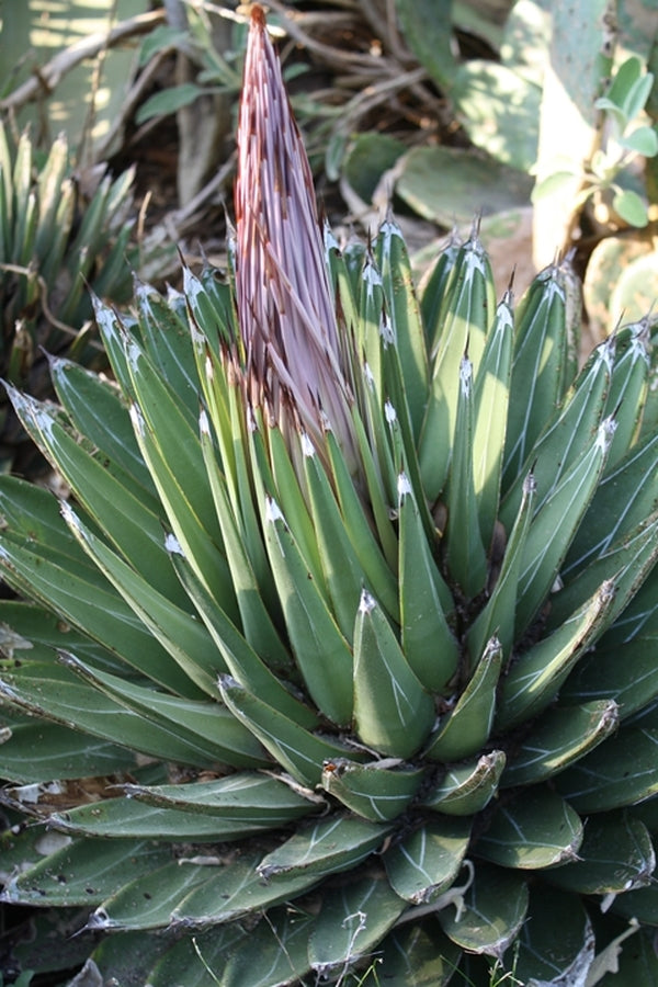 Image of Agave victoriae-reginae