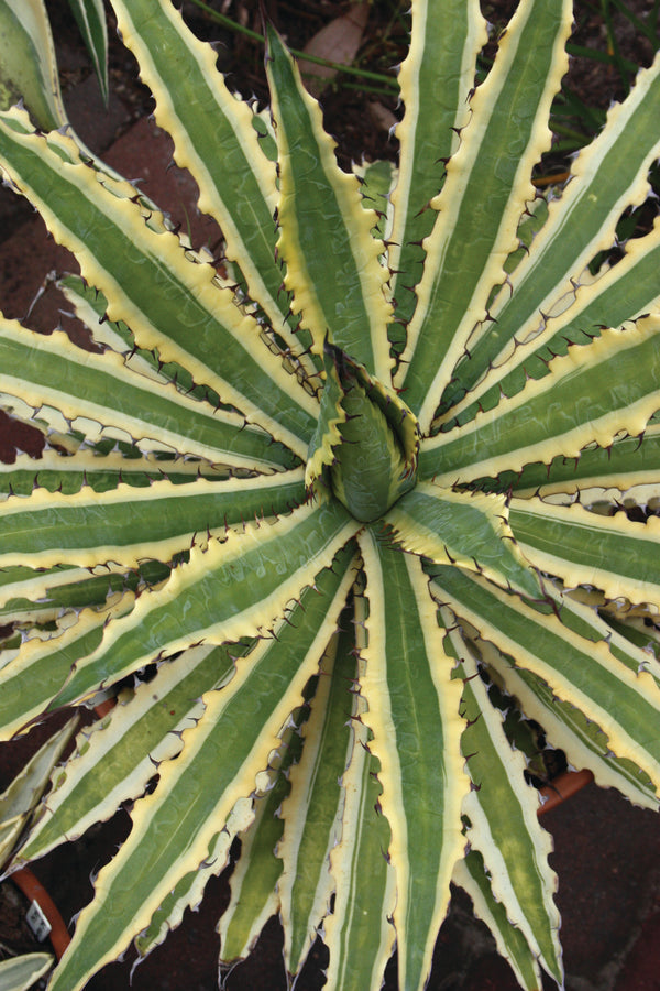 Image of Agave xylonacantha 'Frostbite'