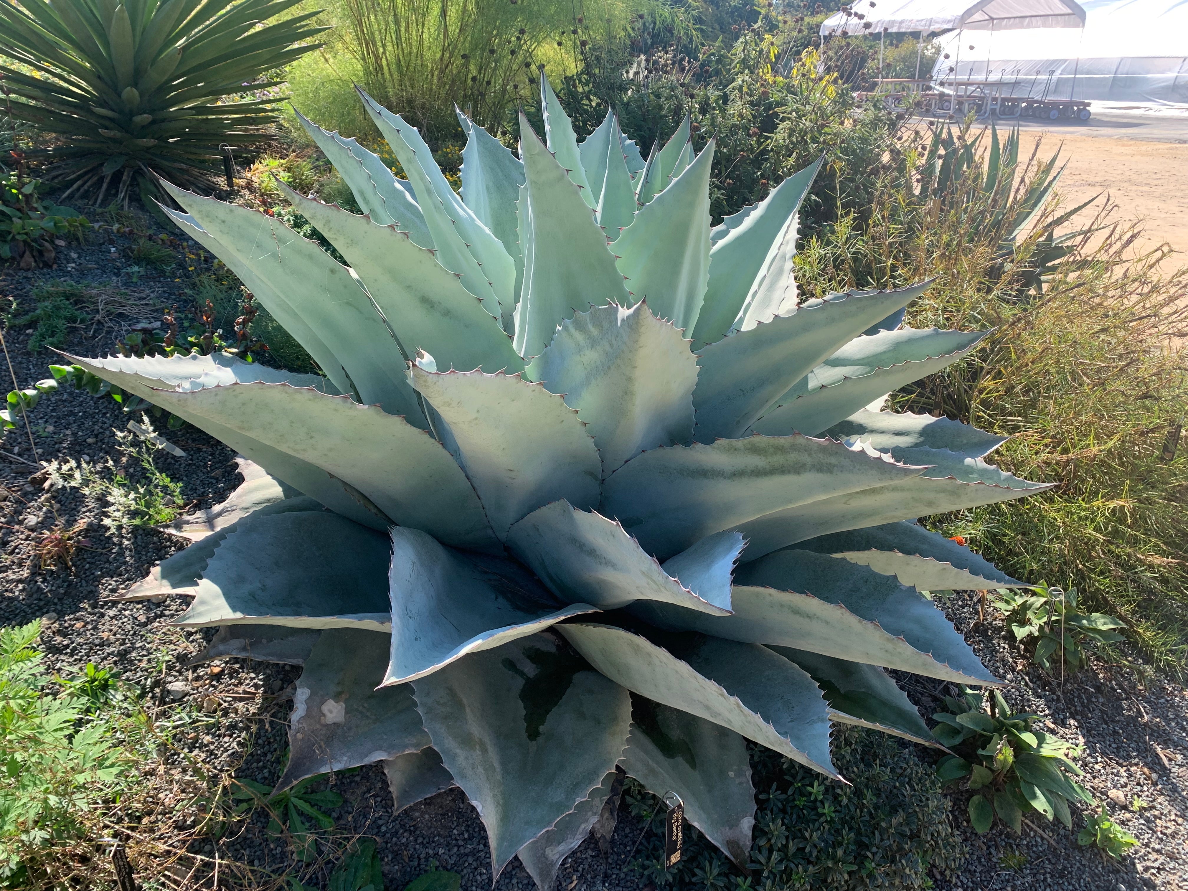 Agave ovatifolia 'Big Bertie'