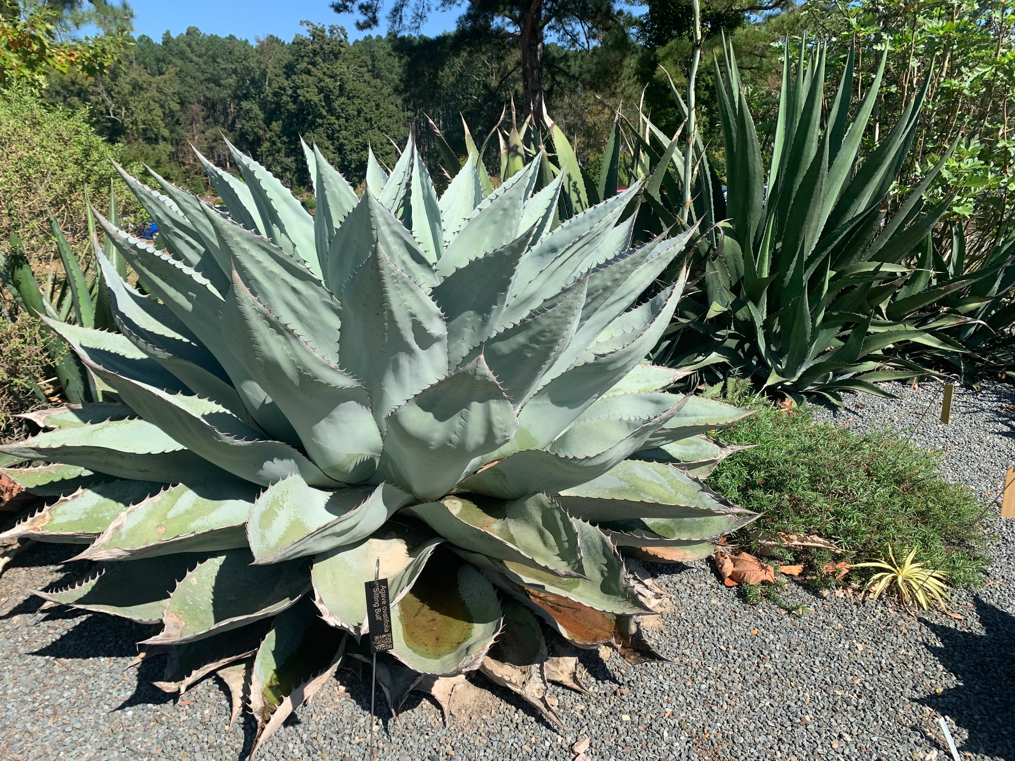 Agave ovatifolia 'Sitting Bull'