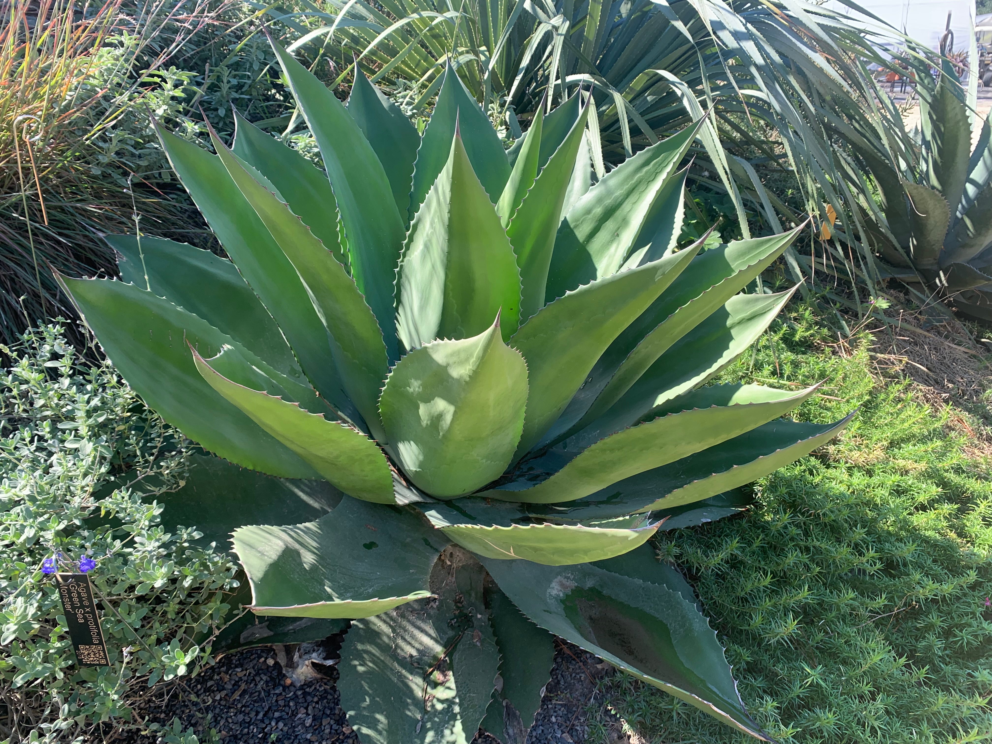 Agave x protifolia 'Green Sea Monster'