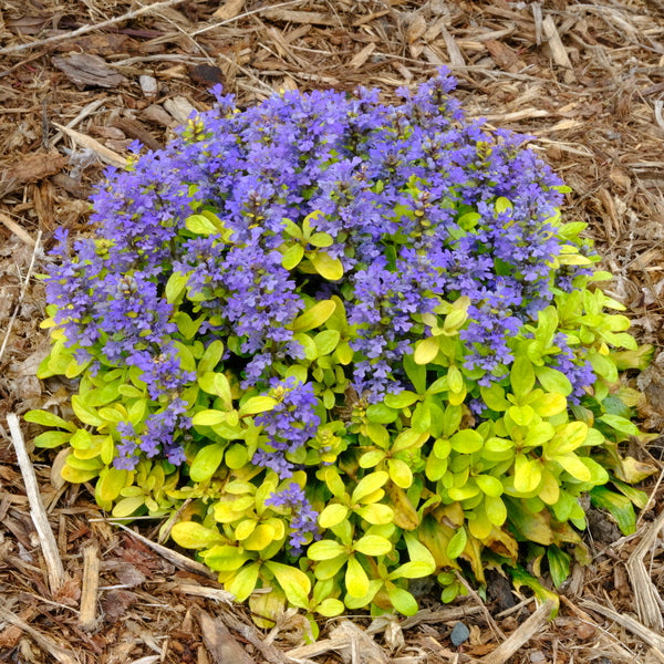 Image of Ajuga tenorei 'Cordial Canary' PPAF