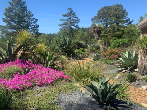 Image of the alpine berms at Juniper Level Botanic Garden.