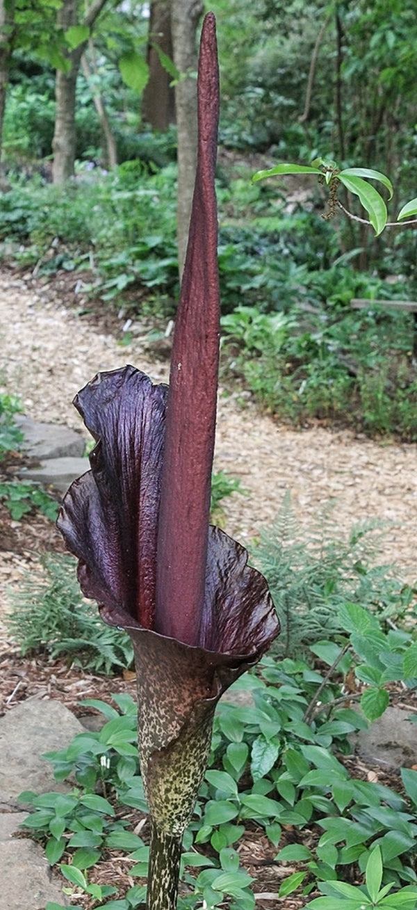 Image of konjac plant
