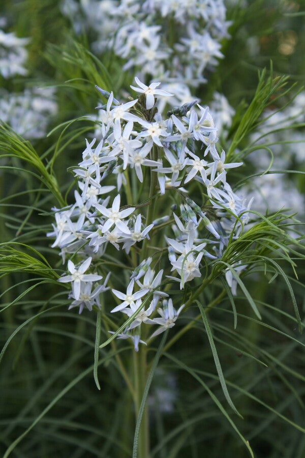 Image of Amsonia hubrichtii