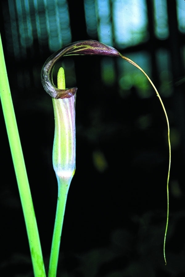 Image of Arisaema consanguineum