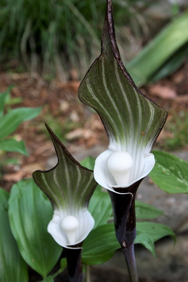 Image of Arisaema sikokianum