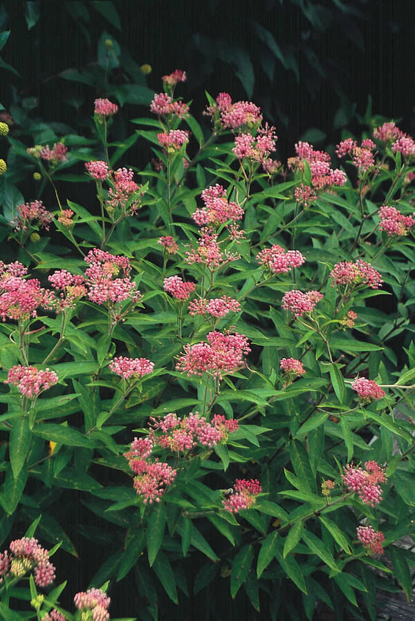 Image of Asclepias incarnata 'Cinderella'