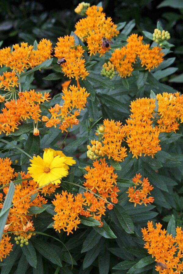 Image of Asclepias tuberosa