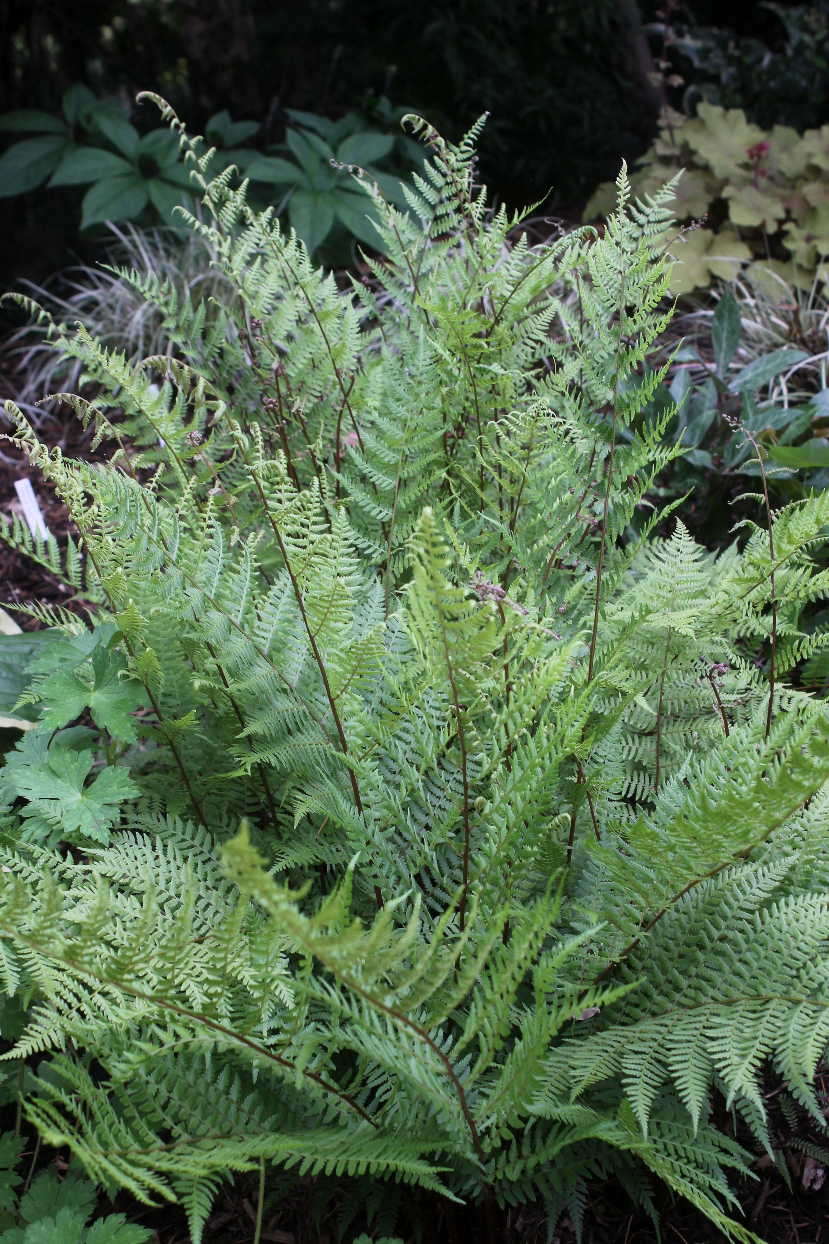 Image of Athyrium asplenioides ‘Richmond Hill’