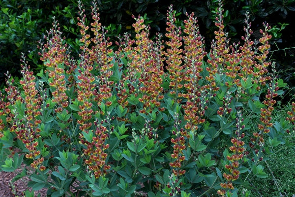 Image of Baptisia 'Cherries Jubilee' PP 23,907