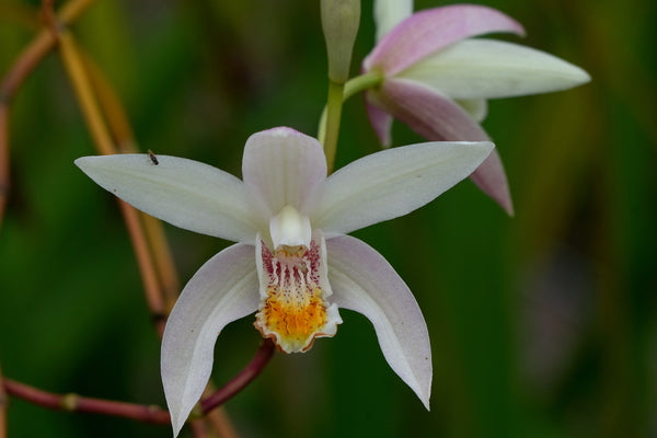 Image of Bletilla 'Candles in the Wind'