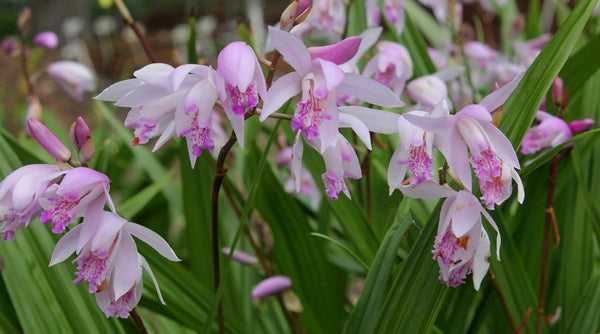 Image of Bletilla x yokohama 'Sweet Lips'