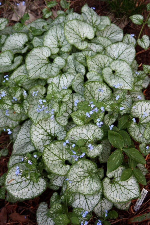 Image of Brunnera macrophylla 'Jack Frost' PP 13,859