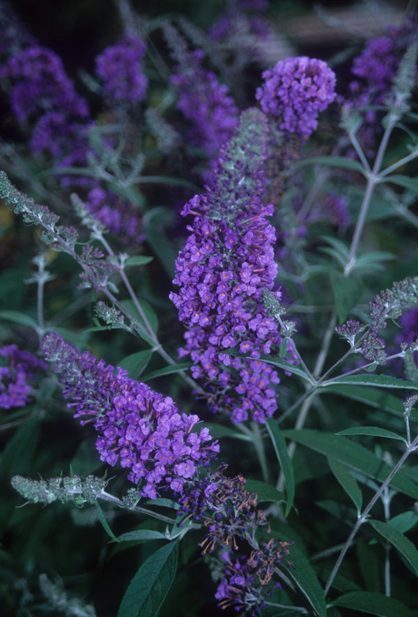 Image of Buddleia 'Ellen's Blue'