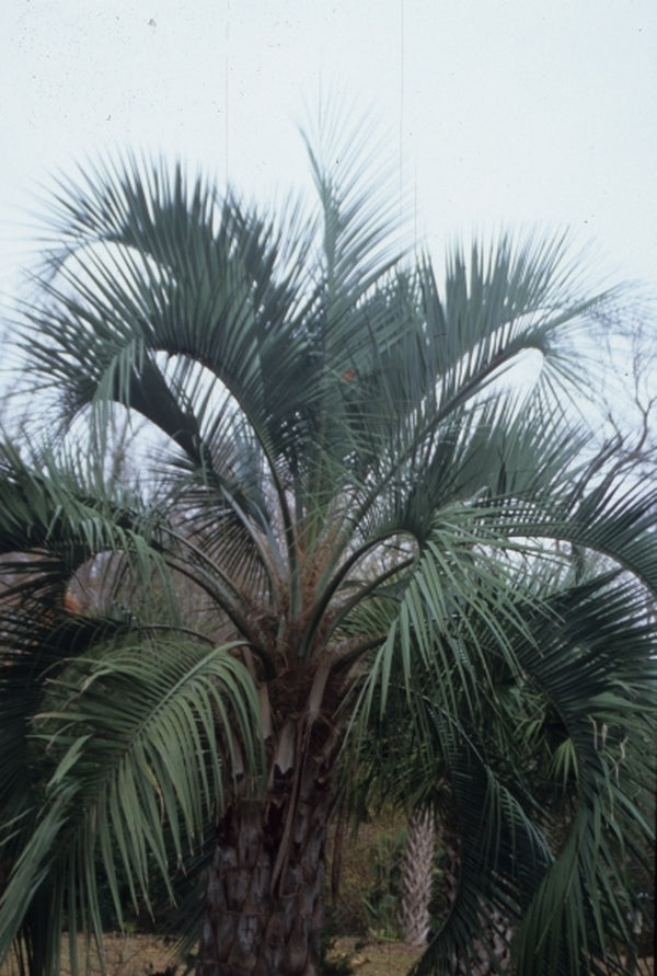 Image of Butia odorata