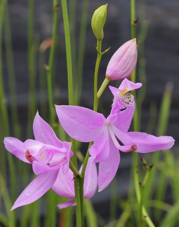 Image of Calopogon tuberosus