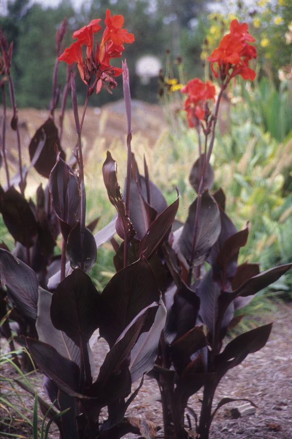 Image of Canna Australia