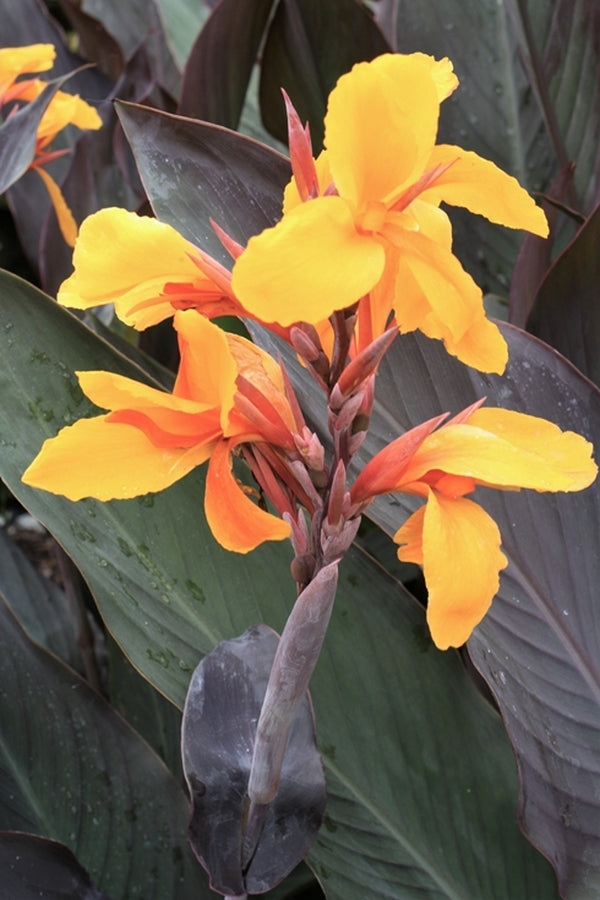 Image of Canna 'Pacific Beauty'