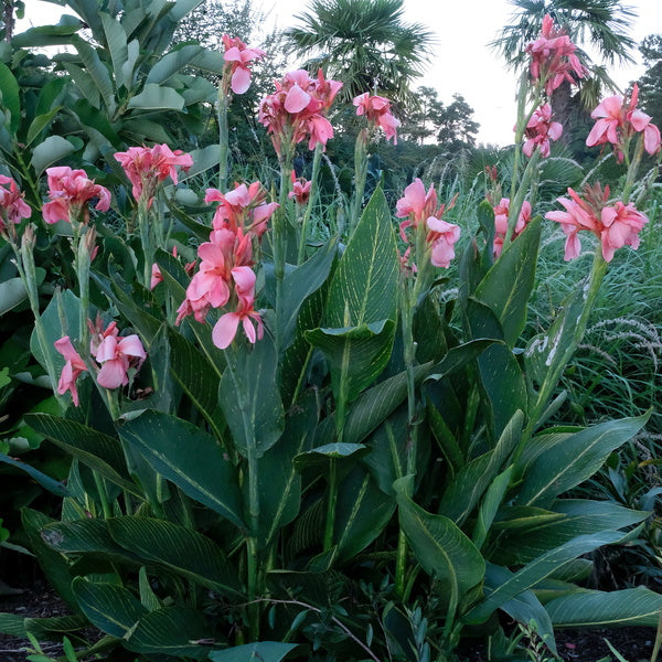 Image of Canna x generalis 'Rose Tiger'
