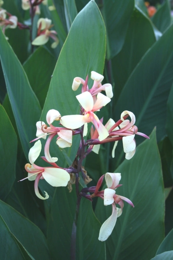 Image of Canna glauca 'Panache'