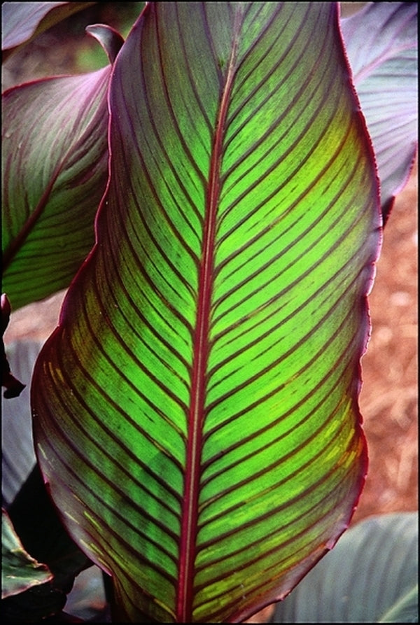 Image of Canna indica 'Red Stripe'