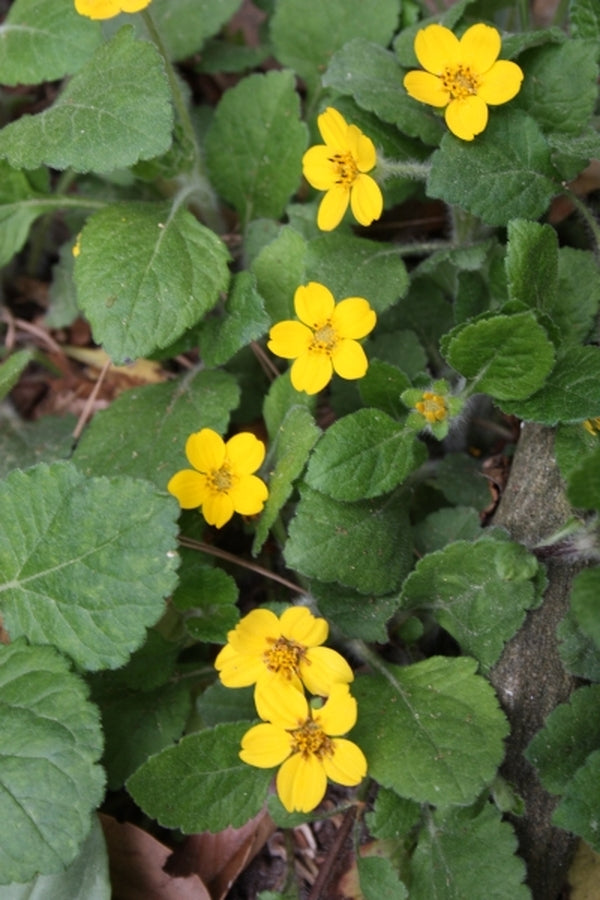 Image of Chrysogonum virginianum 'Pierre'