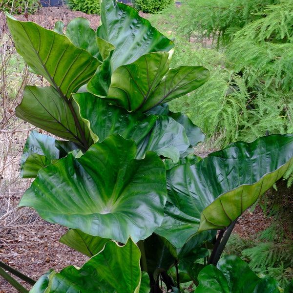 Image of Colocasia 'Coffee Cups'