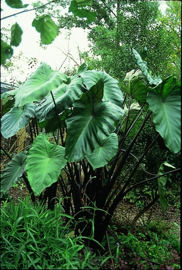 Image of Colocasia 'Fontanesii'