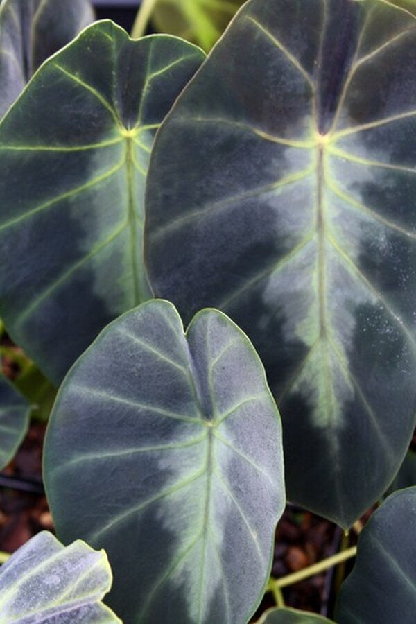 Image of Colocasia affinis 'Jenningsii'