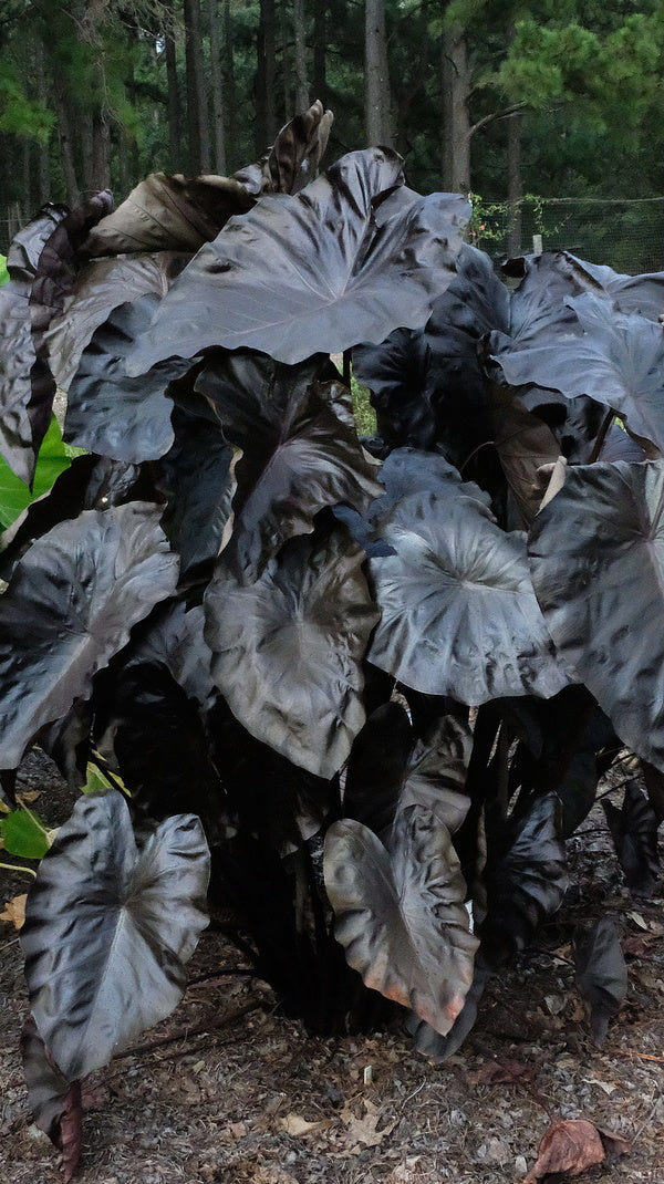 Image of Colocasia esculenta 'Black Coral'